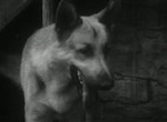 Rin-Tin-Tin - image 4